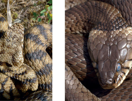"Serpents d'été en France : reconnaître couleuvres et vipères pour une cohabitation sereine" 🐍🌿