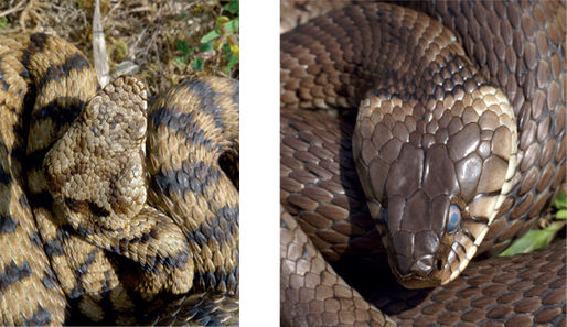 "Serpents d'été en France : reconnaître couleuvres et vipères pour une cohabitation sereine" 🐍🌿