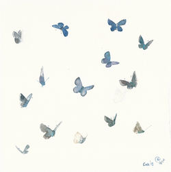 Common blue butterfly studies I
