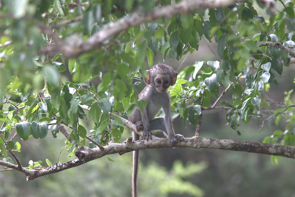 Baby vervet monkey