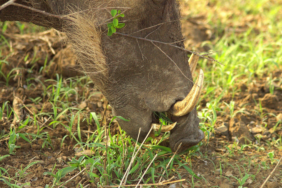 He's a big pig, and you can be a big pig too.