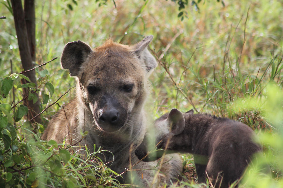 Young cub found momma