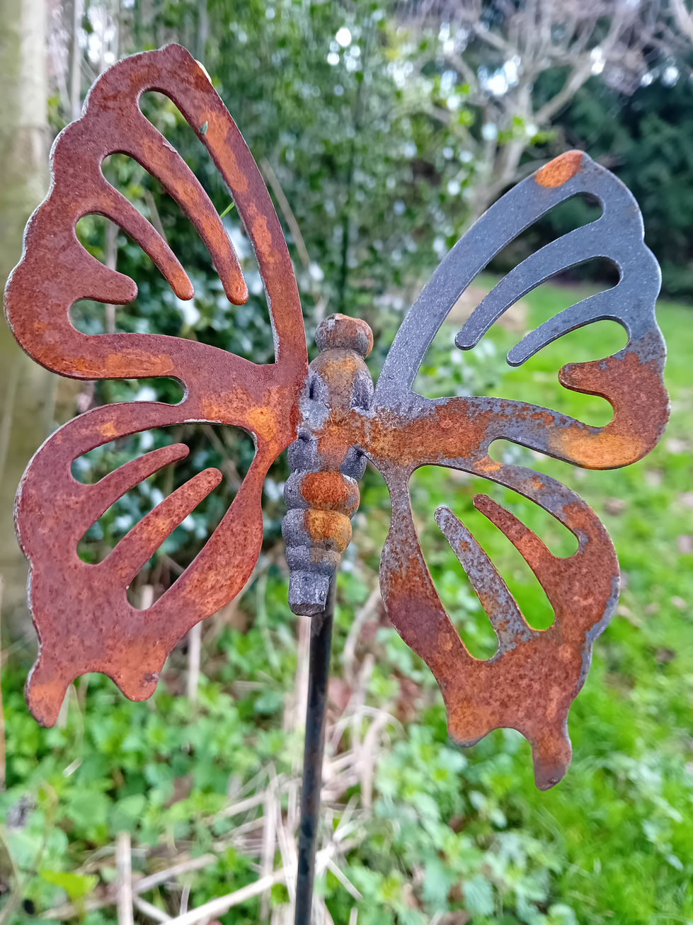 Butterfly 1