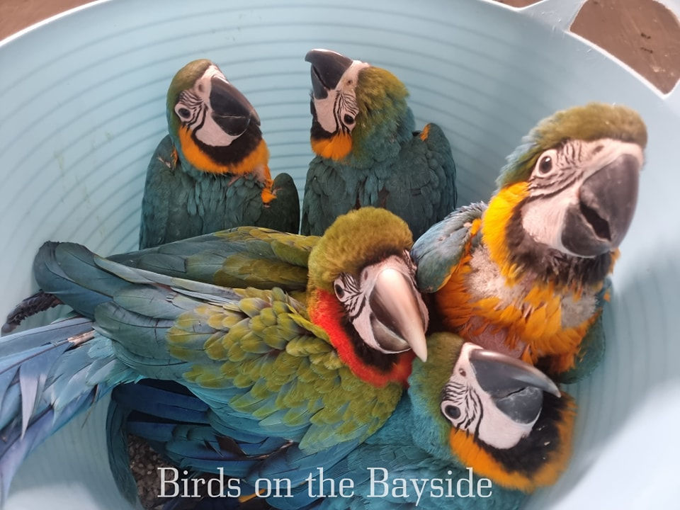 Hand Raised Birds Exotic Aviaries Hand Raised Birds Exotic Aviaries