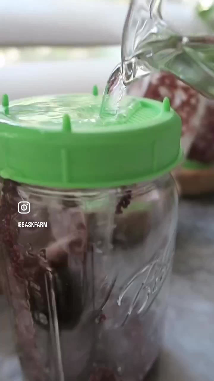 Thumbnail: Broccoli Sprouting Seeds