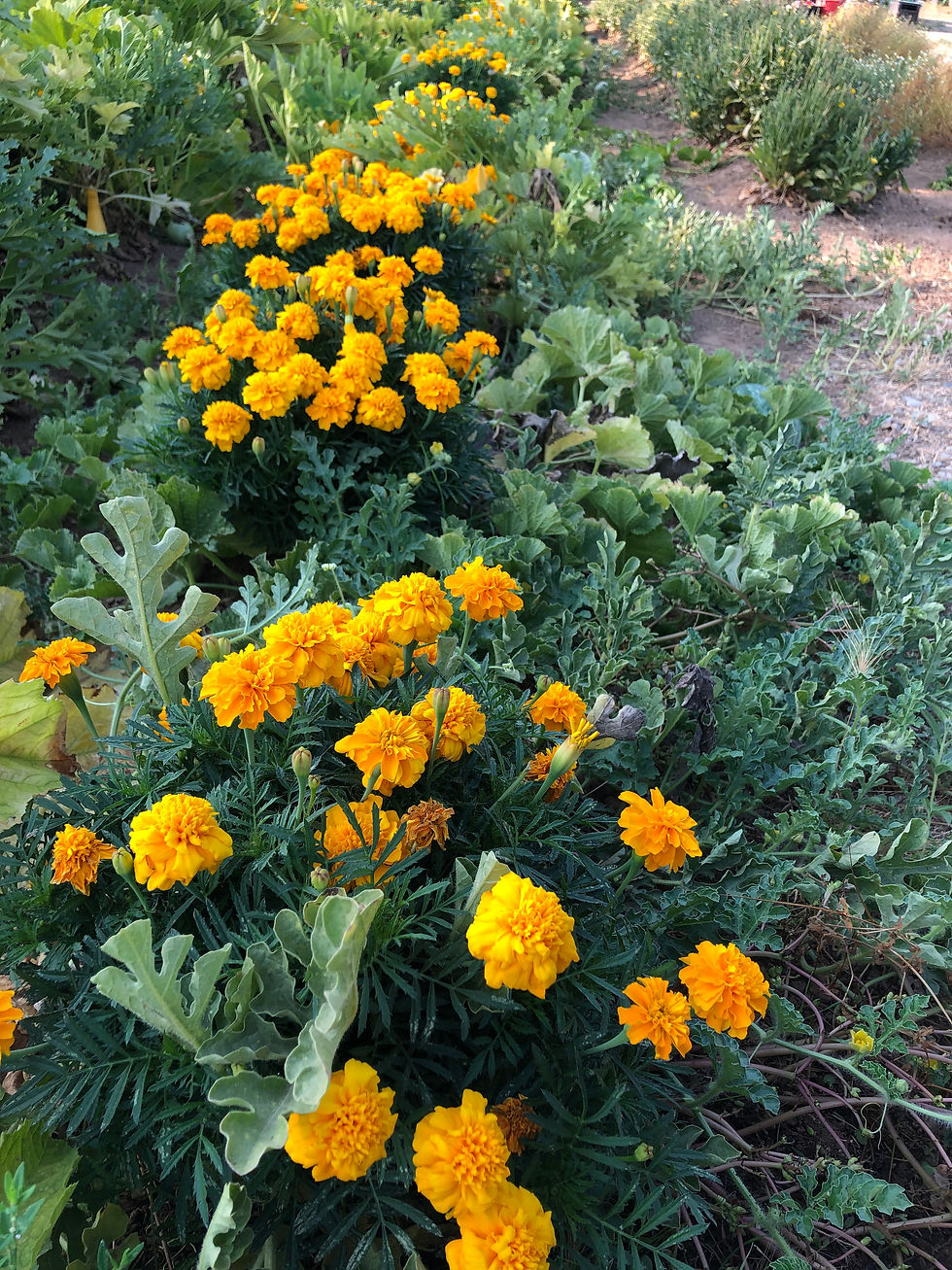 Thumbnail: Marigold - Whole Dried Blossoms 50g