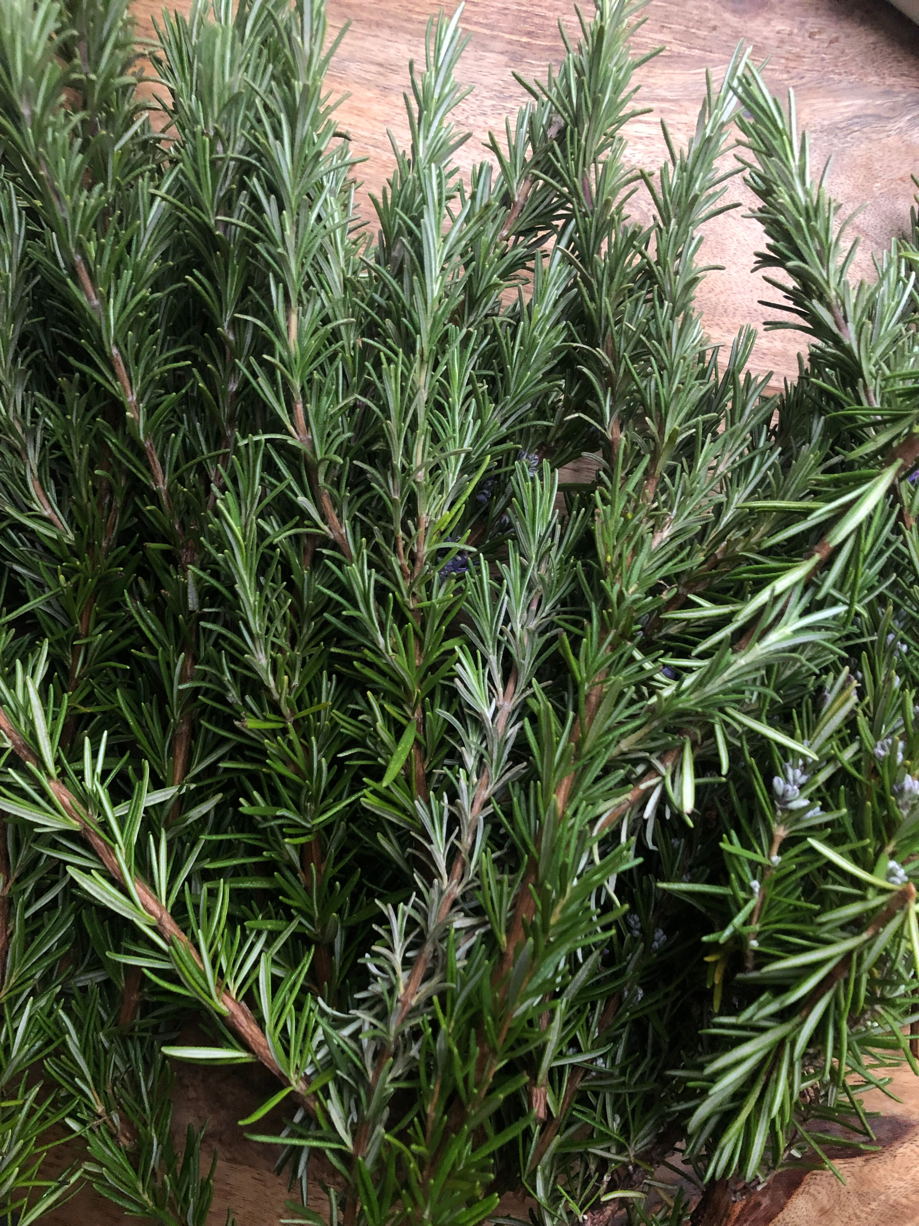 Rosemary - Herb