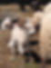 Sheep lambs.jpg