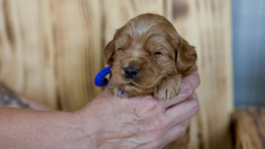 3 weeks old