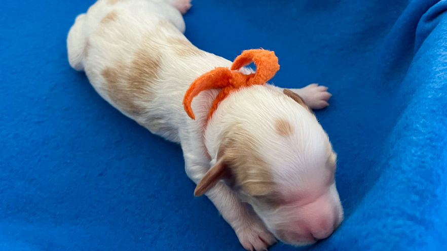 1 week old
