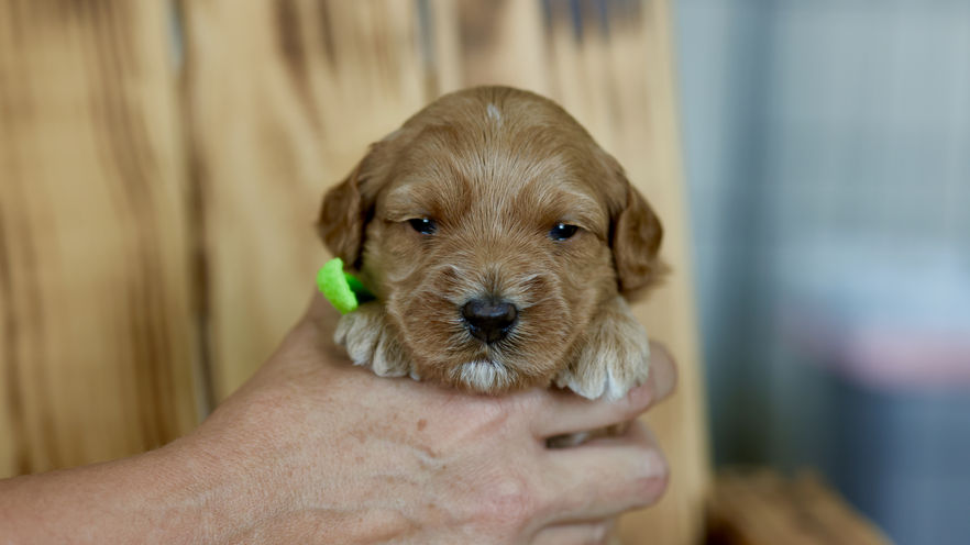 3 weeks old