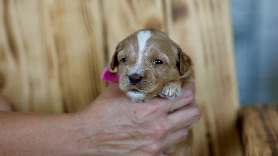 3 weeks old