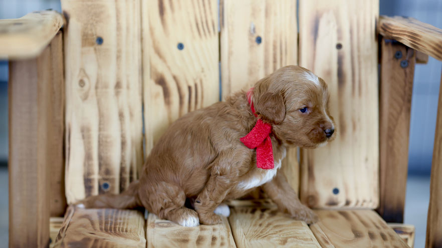 3 weeks old