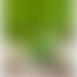 Homeopathy: A Window into this Dynamic Holistic Medicine