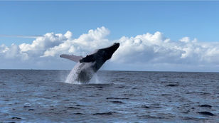 Observation des baleines