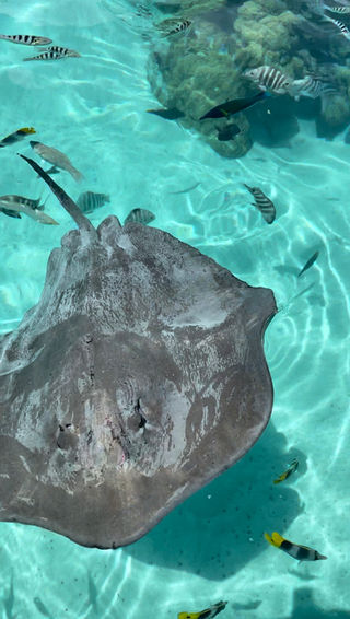 Raie pastenague et poissons tropicaux
