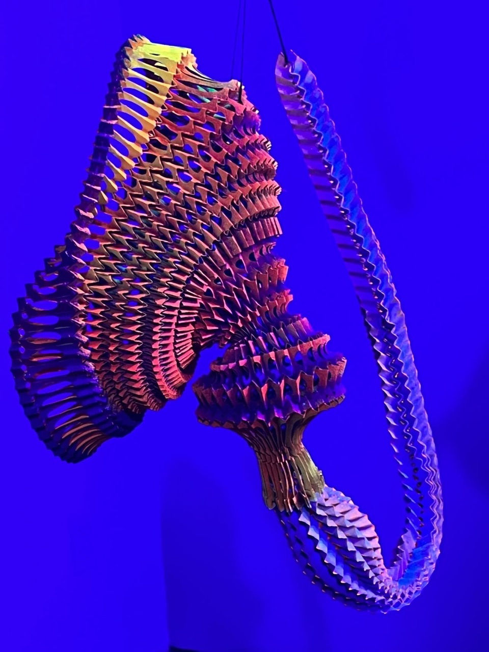 B237C50D-216C-4119-87AE-18DA9EA3D043 Large.jpeg