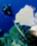 Greg Cooley wearing scuba gear under water swims by ocean coral.