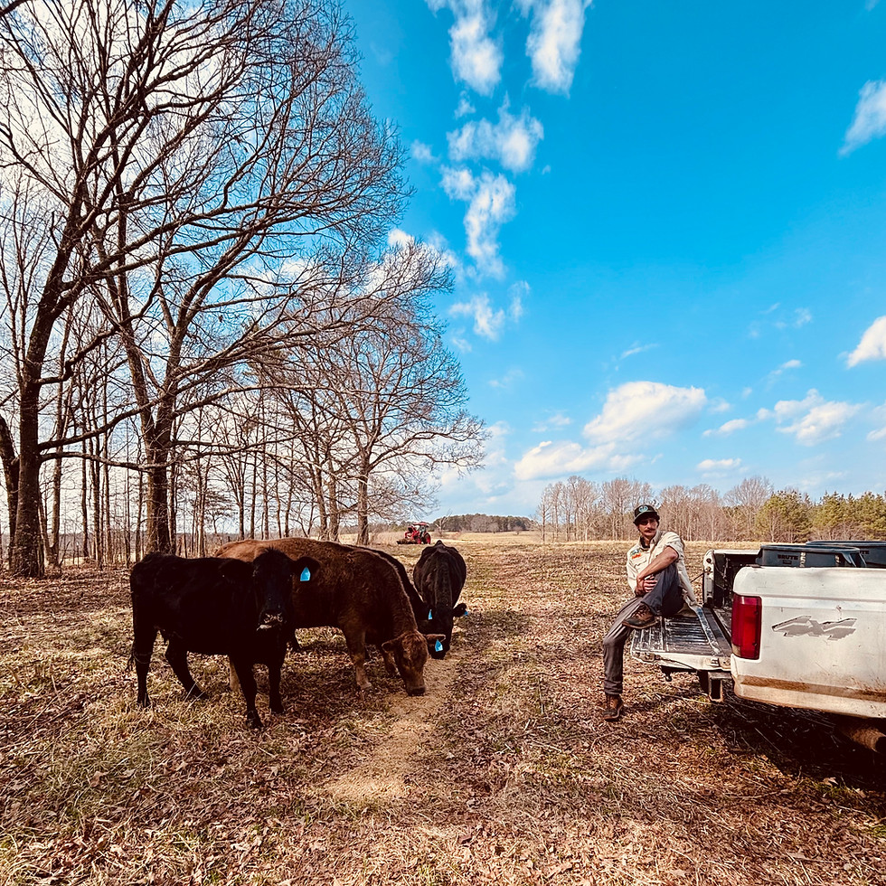 Farmer Will feeding Cows in the winter