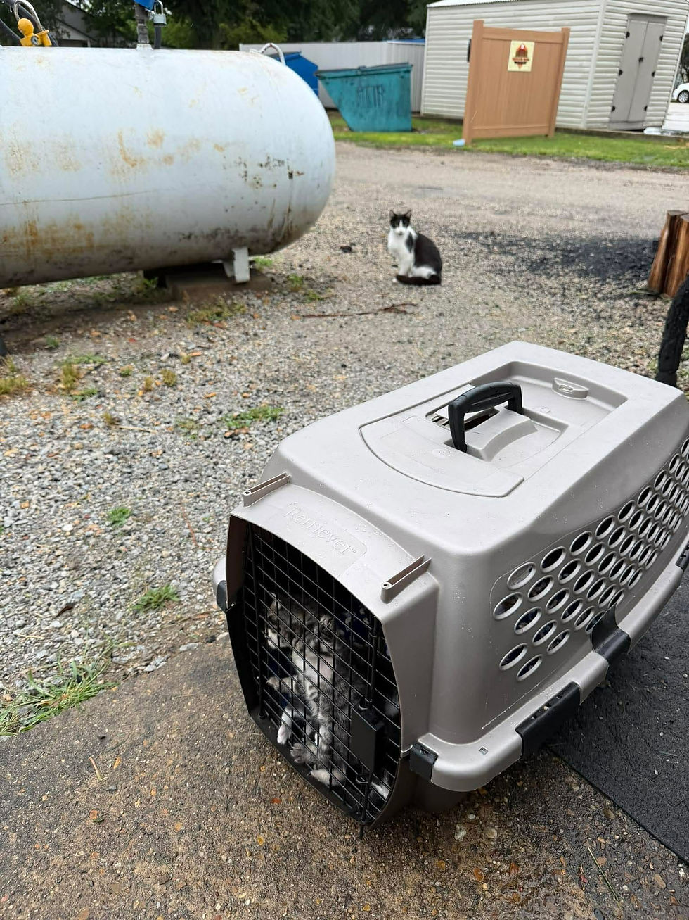 TNR at B2Q