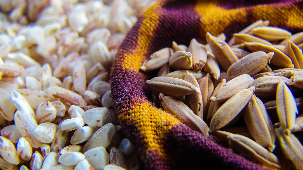 HillRice2_Grains_SA.jpg
