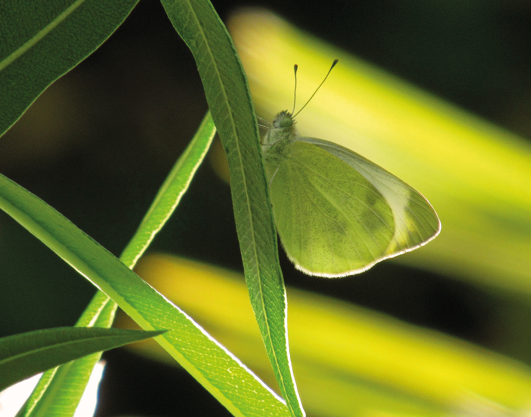 Papillon caméléon