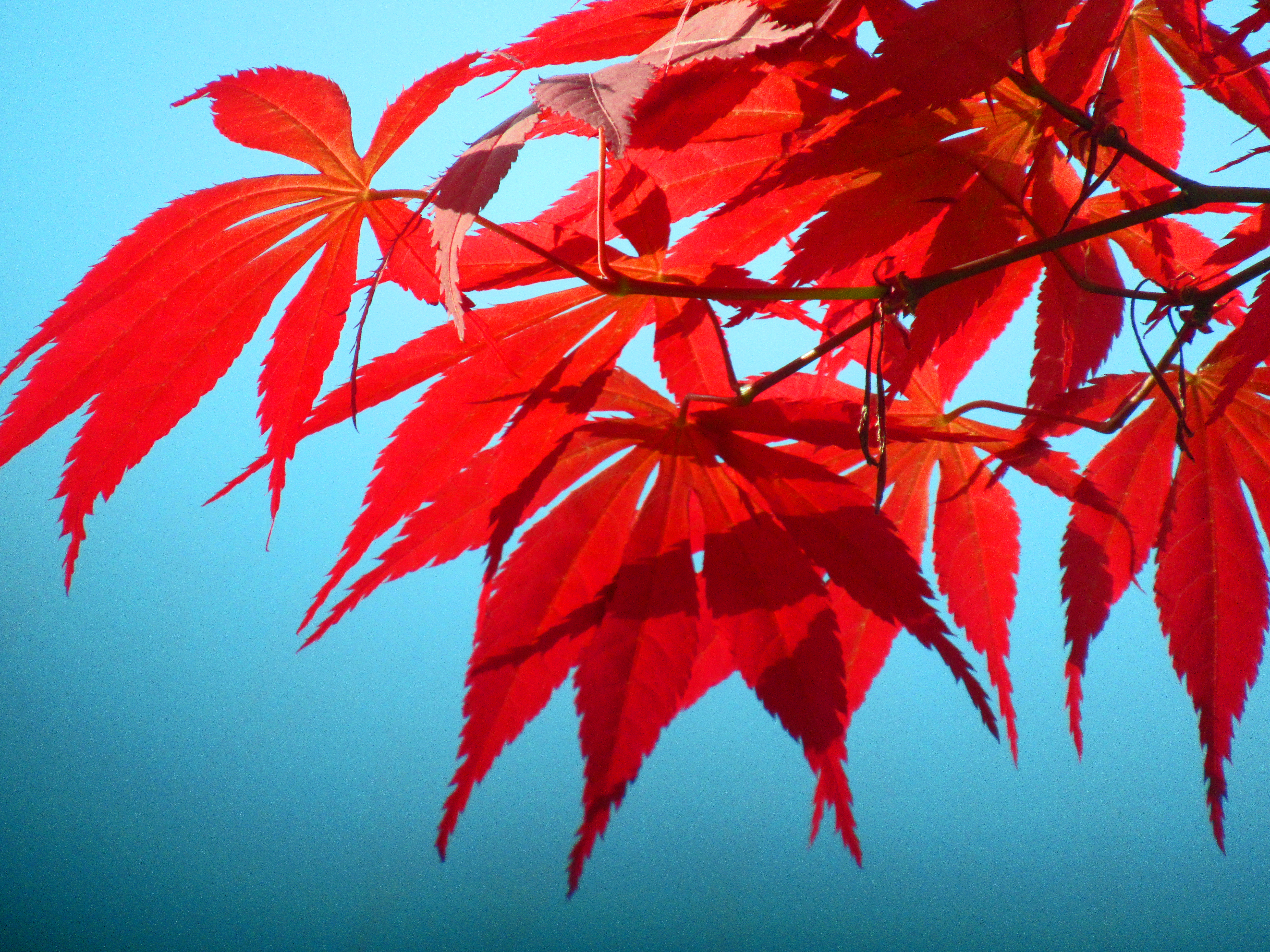 Rouge d'érable