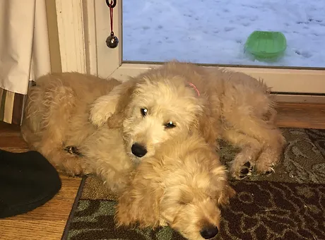 greenfield goldendoodles