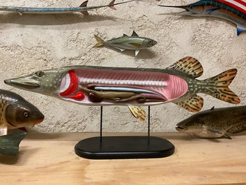 Brochet 90cm (1)