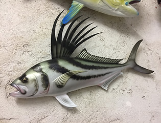 Poisson coq 70cm