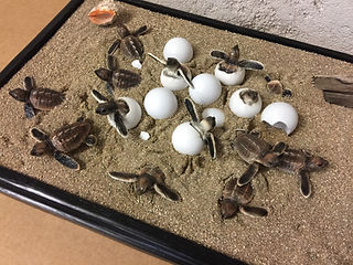 Éclosion de tortues caouannes (2)