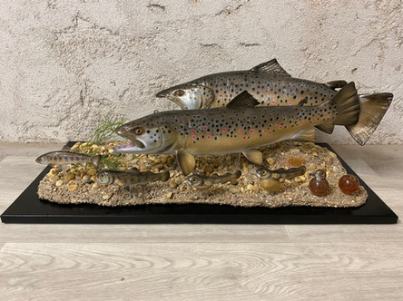Maquette reproduction truite 3D