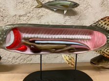 Brochet 90cm (2)