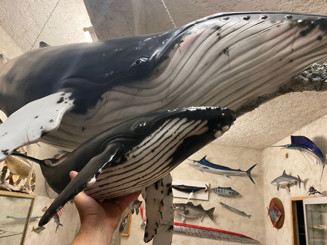 Baleine à bosse et son balaineau