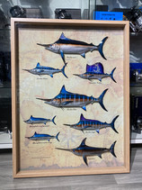 Vitrine marlins 60x90cm