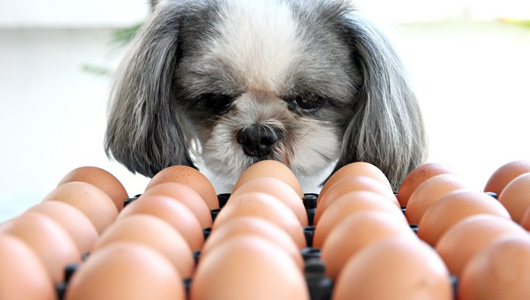 Cachorro pode comer ovos?