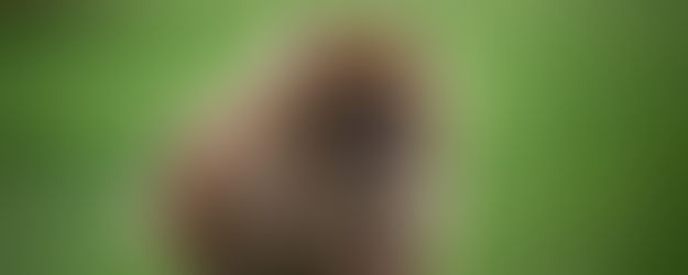 happy pomeranian running through green field