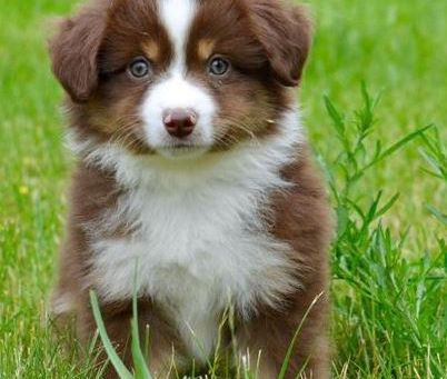A Comprehensive Guide to Home Planning for Aussiedoodle Puppies