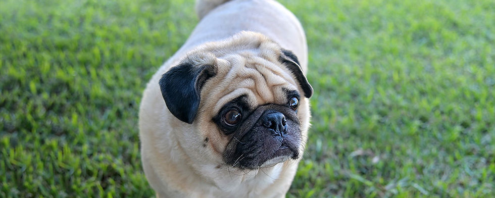 a cute pug in the grass