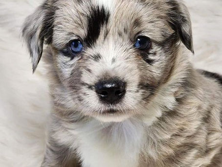 A Basic Guide of the Vast Coats & Colors of Aussiedoodles
