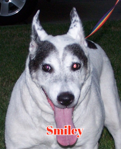 Smiley - AC&C