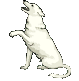 b00010 dog animated.gif