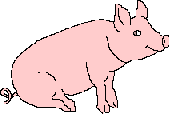 pig animals_108.gif