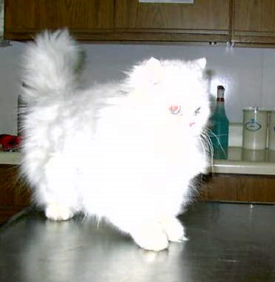 A visit to the vet