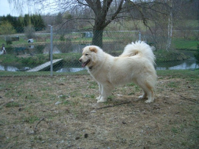 SASHA - A HAPPY DOG!