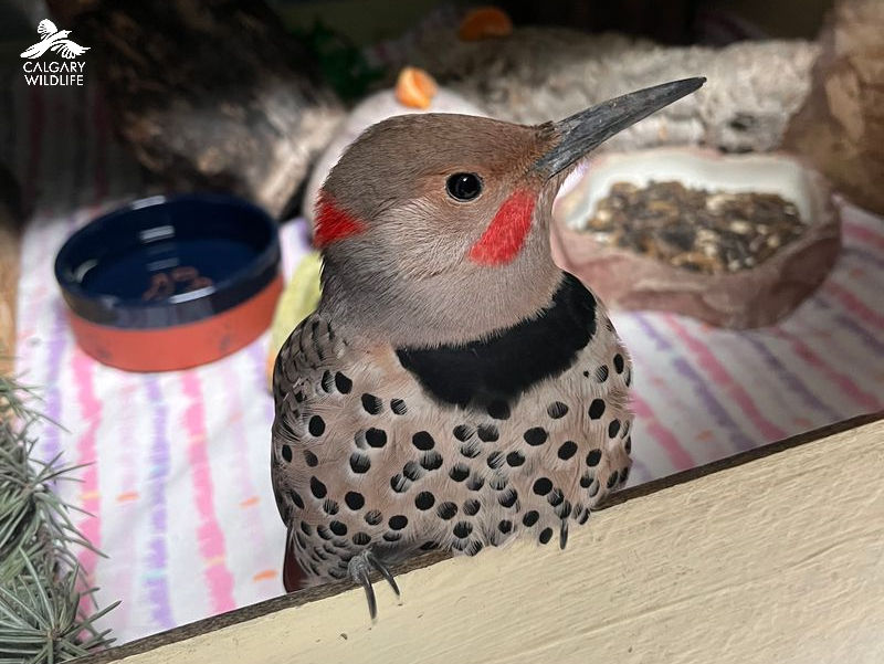 Northern flicker woodpecker perched on a wooden edge.