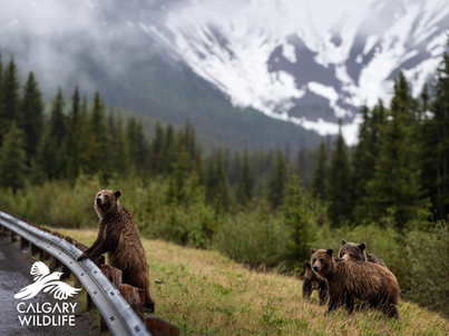Grizzly Bears on the side of a Canadian highway.
