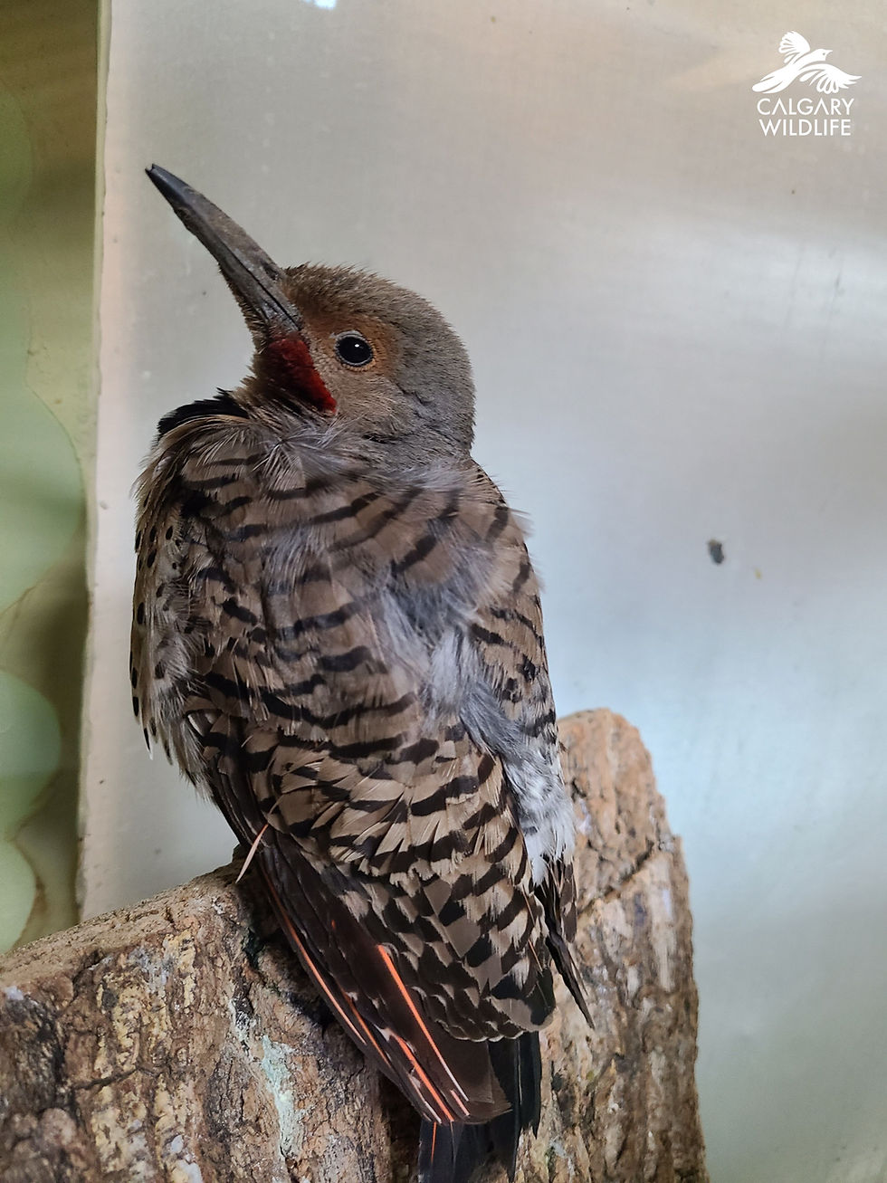 Northern Flicker perched on a log