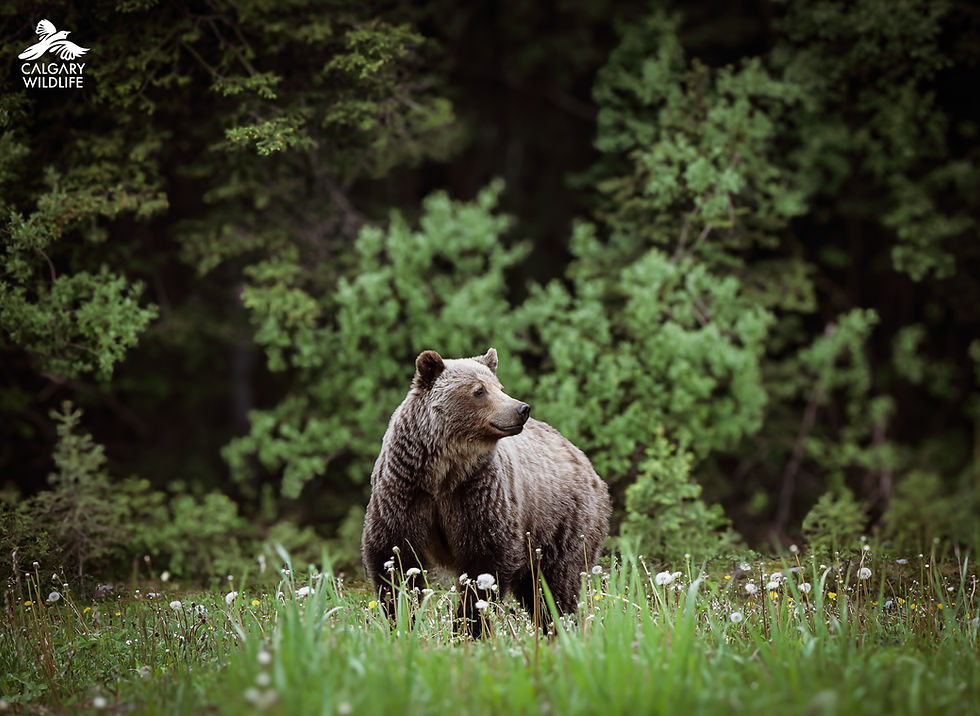 A grizzly bear stands in a clearing