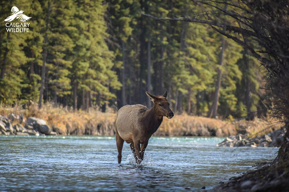 A female elk crosses a river